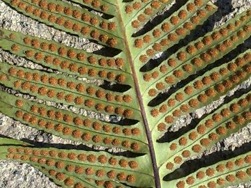 Polypodium cambricum